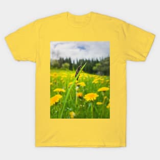 beetle in the dandelion field T-Shirt
